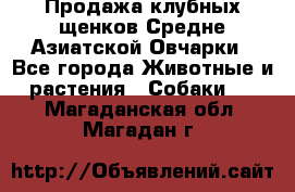 Продажа клубных щенков Средне Азиатской Овчарки - Все города Животные и растения » Собаки   . Магаданская обл.,Магадан г.